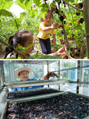 #CHINA-SHANDONG-ECONOMY-MULBERRY-INDUSTRY (CN)