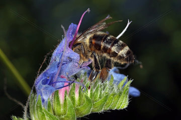Berlin  Deutschland  Biene sammelt Nektar auf einer blauen Bluete