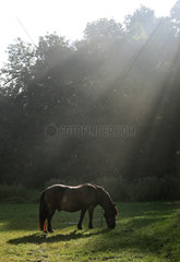 Schwerin  Deutschland  Pony grast im Streiflicht auf einer Waldlichtung