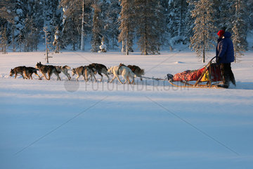 Aekaeskero  Finnland  Mann macht eine Fahrt auf einem Hundeschlitten