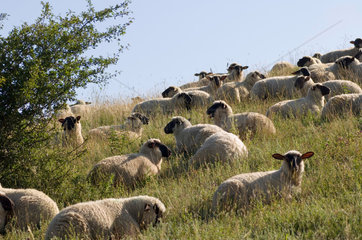 Gager  Deutschland  Schafe auf den Weiden