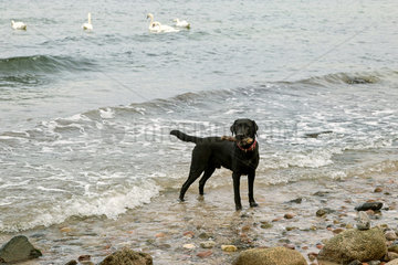 Nienhagen  Deutschland  Labrador beim Apportieren am Strand