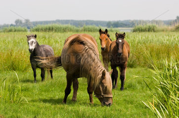 Wolin  Polen  Pferde auf einer Weide im Swine-Delta