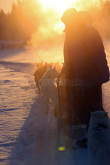 Aekaeskero  Finnland  Mann macht eine Fahrt auf einem Hundeschlitten