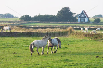 Den Hoorn  Niederlande  Pferde auf einer Weide