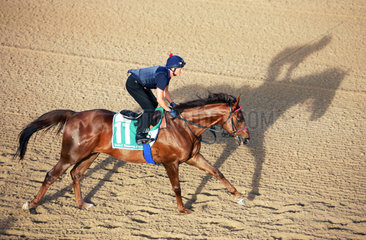 Dubai  VAE  Galopprennpferd Quijano mit Reiterin Ilke Hildebrandt wirft Schatten