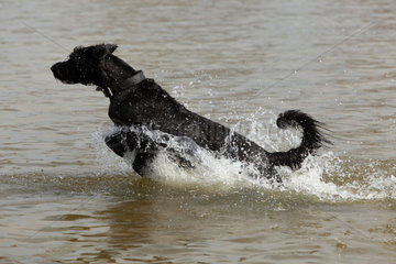 Goehren-Lebbin  Deutschland  Hund rennt durchs Wasser