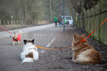 Berlin  Deutschland  angeleinte Hunde am Zaun des Forsthaus Paulsborn