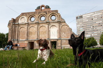 Berlin  Deutschland  Hunden auf der Wiese vor dem Anhalter Bahnhof