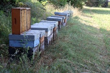 Castel Giorgio  Italien  Bienenbeuten stehen am Rand einer Wiese