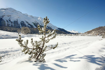 St. Moritz  Schweiz  Blick auf den zugefrorenen St. Moritzersee