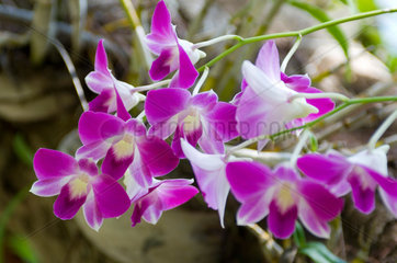 Ao Nang  Thailand  Orchideen auf Ko Phi Phi Don