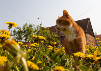 Prignitz  Deutschland  Katze auf einer Loewenzahn-Wiese schaut einem Kerbtier hinterher