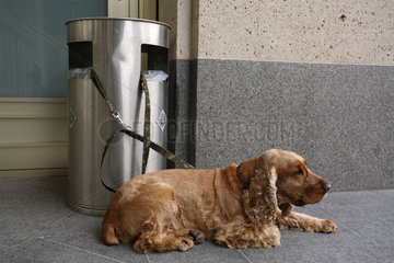 Berlin  Deutschland  ein Hund wurde an einem Muelleimer angebunden und wartet