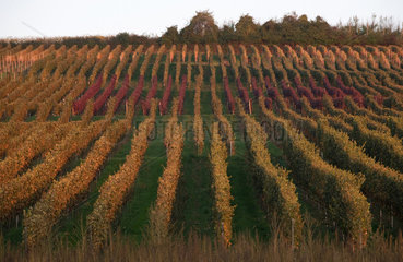 Badenweiler  Deutschland  Weinanbau im Markgraeflerland