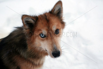 Aekaeskero  Finnland  Siberian Husky mit verschiedenfarbigen Augen