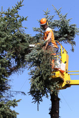 Magdeburg  Deutschland  Holzfaeller zerlegt von einer Hebebuehne aus einen grossen Tannenbaum