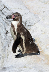 Stralsund  Deutschland  Humboldt-Pinguin