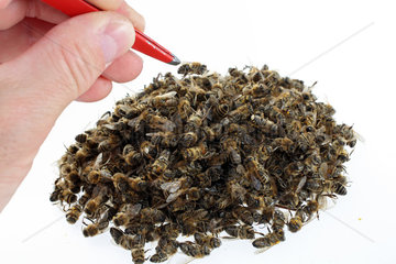 Berlin  Deutschland  tote Honigbienen auf einem Haufen