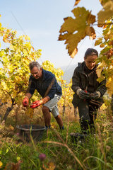 Weier im Thal  Frankreich  elsaessisches Weinbaugebiet  wo typischerweise helle Trauben ueberwiegen