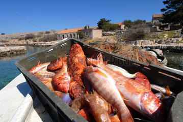 Sibenik  Kroatien  frisch gefangene Fische auf einer kleinen Insel vor Sibenik