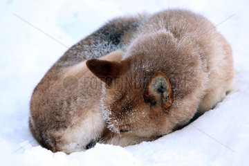 Aekaeskero  Finnland  Siberian Husky schlaeft eingerollt im Schnee
