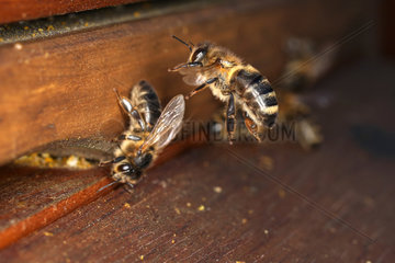 Berlin  Deutschland  Honigbienen vor dem Einflugloch eines Bienenstocks