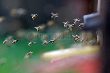 Briescht  Deutschland  Honigbienen im Anflug auf eine Bienenbeute