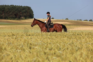Britz  Deutschland  Reiterin auf einem Distanzritt in einem Kornfeld