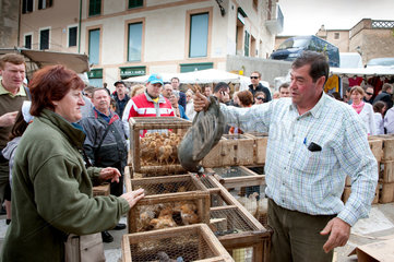 Sineu  Mallorca  Spanien  Verkauf von Huehnern auf dem Wochenmarkt