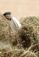 Kunduz  Afghanistan  ein Bauer wendet seine Ernte zum Trocknen
