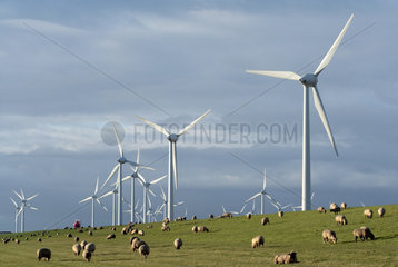 Emden  eine Schafsherde am Deich bei Emden mit dem Windpark Wybelsuner Polder im Hintergrund
