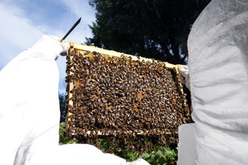 Berlin  Deutschland  Imker kontrolliert eine Honigwabe seines Bienenvolkes
