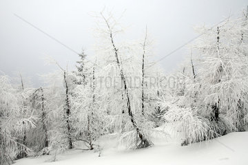 Szklarska Poreba  Polen  schneebedeckte Baeume im Riesengebirge
