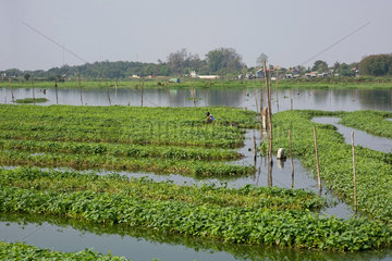 Phnom Penh  Kambodscha  eine Wasserspinatplantage