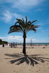 Paguera  Mallorca  Spanien  Strand von Paguera mit einer Palme