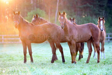 Soltau  Deutschland  Pferde am Morgen auf der Weide