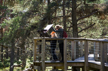 Carrbridge  Grossbritannien  der Treetop Trail im Landmark Forest Adventure Park