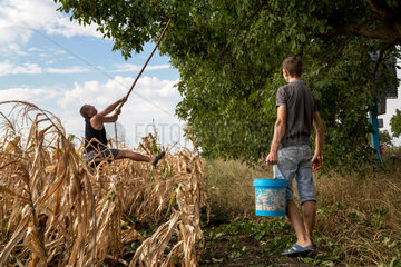 Republik Moldau  Junge Maenner ernten Wallnuesse an einer Landstrasse