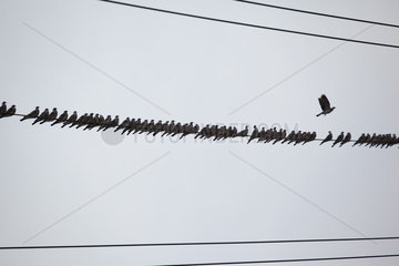 Seefeld  Deutschland  Tauben sitzen in der Reihe auf einer Stromleitung