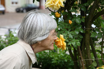 Weissenburg  Frankreich  eine Rentnerin riecht an Rosen