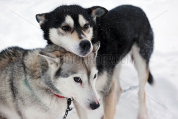 Aekaeskero  Finnland  Siberian Huskies