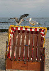 Kuehlungsborn  Deutschland  junge Silbermoewe ist im Anflug auf einen verschlossenen Strandkorb