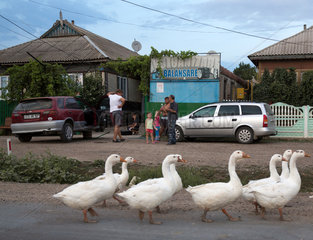 Republik Moldau  Strassenszene mit Gaensen in einem Dorf