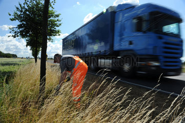 Grossraeschen  Deutschland  ein Arbeiter besprueht Baeume an der B 96 gegen Kaeferbefall