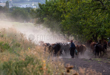 Republik Moldau  Bauern treiben ihr Vieh nach Hause