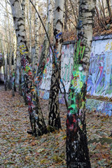 Berlin  Deutschland  farbig bemalte Birken im Natur-Park Suedgelaende
