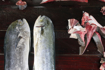 Galle  Sri Lanka  grosse Makrele auf dem Fischmarkt