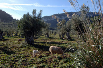 Valdemossa  Spanien  Olivenhain auf Mallorca