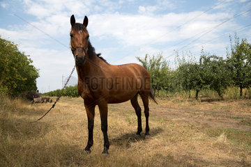 Republik Moldau  Pferd eines Bauern an einer Landstrasse in der Naehe zur ukrainischen Grenze